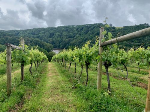 Vineyard at Sharpham