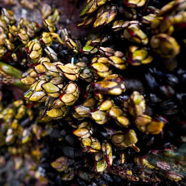 Percebes barnacles