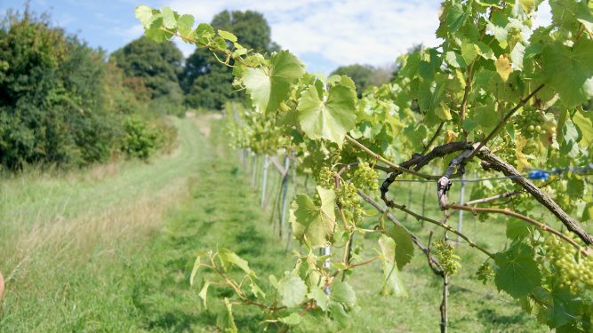 Orion vines @ Limeburn Hill